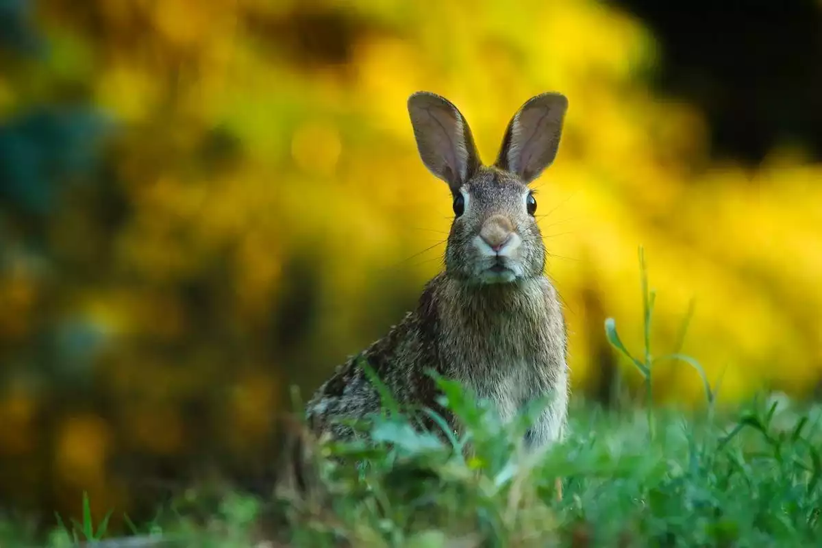 Conejo