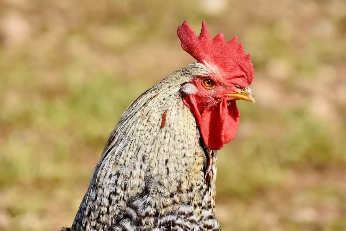 Un gallo común europeo con su pico amarillo y un bonito plumaje