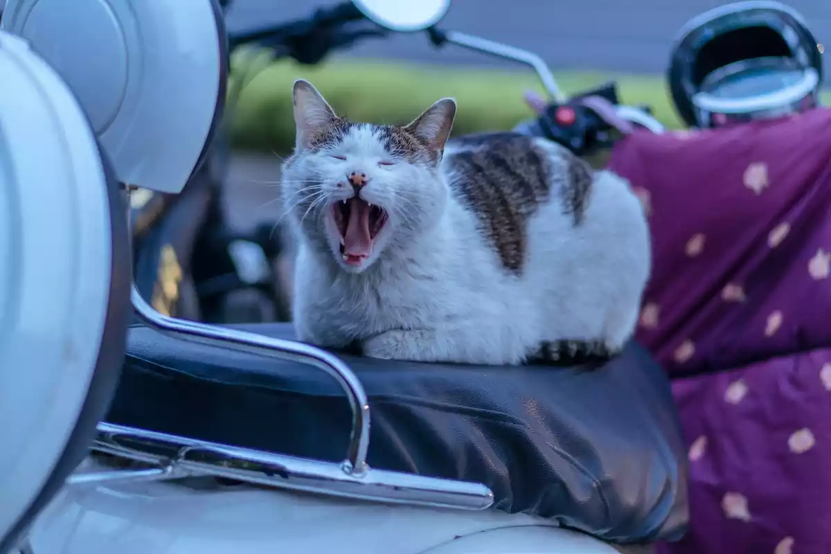 Un gato de color blanco y negro con la boca abierta, muertos de sueño, en una motocicleta