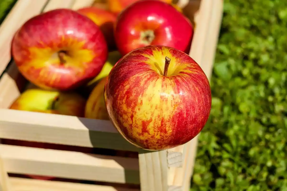 Fotografía de una manzana y una cesta de manzanas