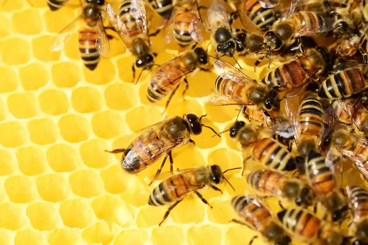 Decenas de abejas en un panal colocando la miel en los agujeros