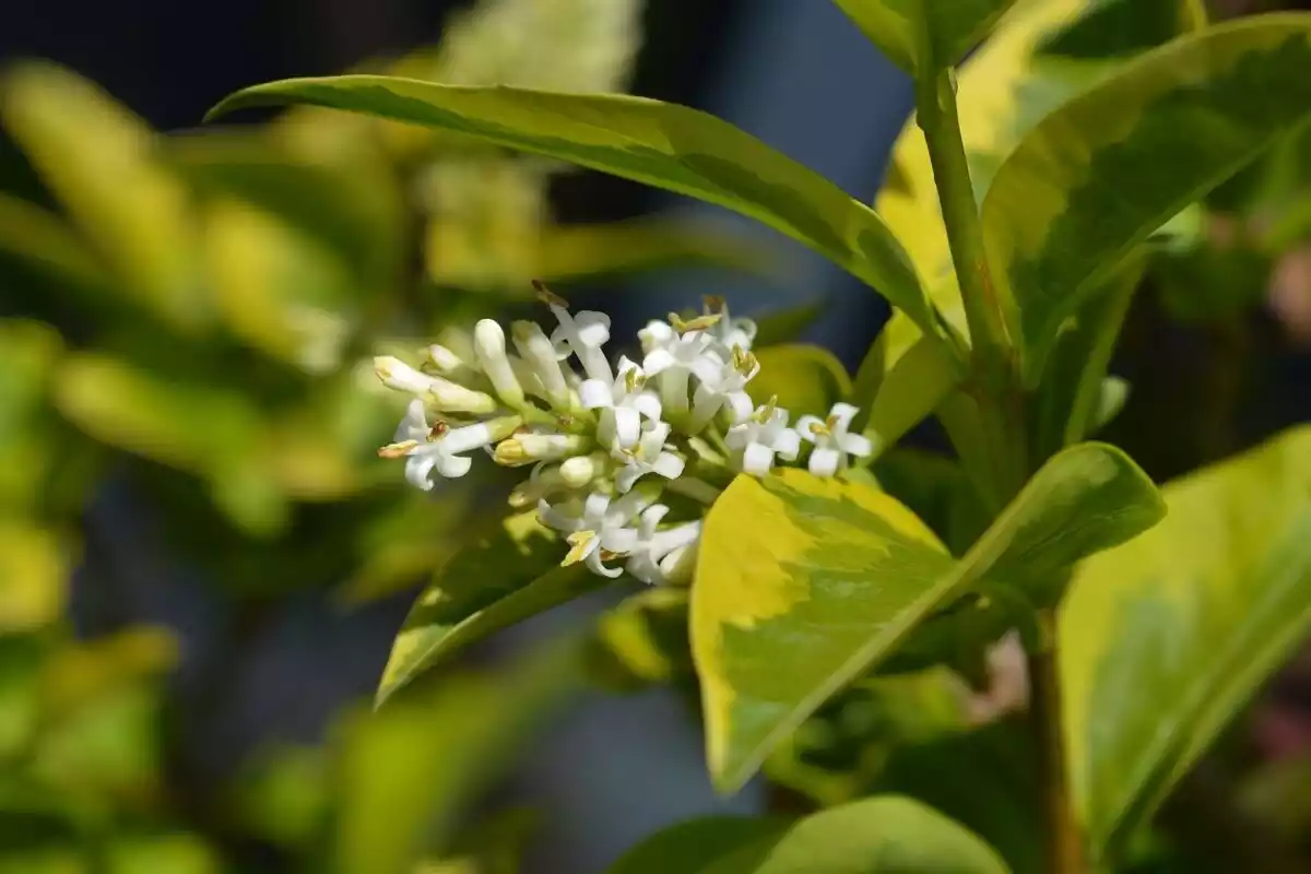 Flor del aligustre