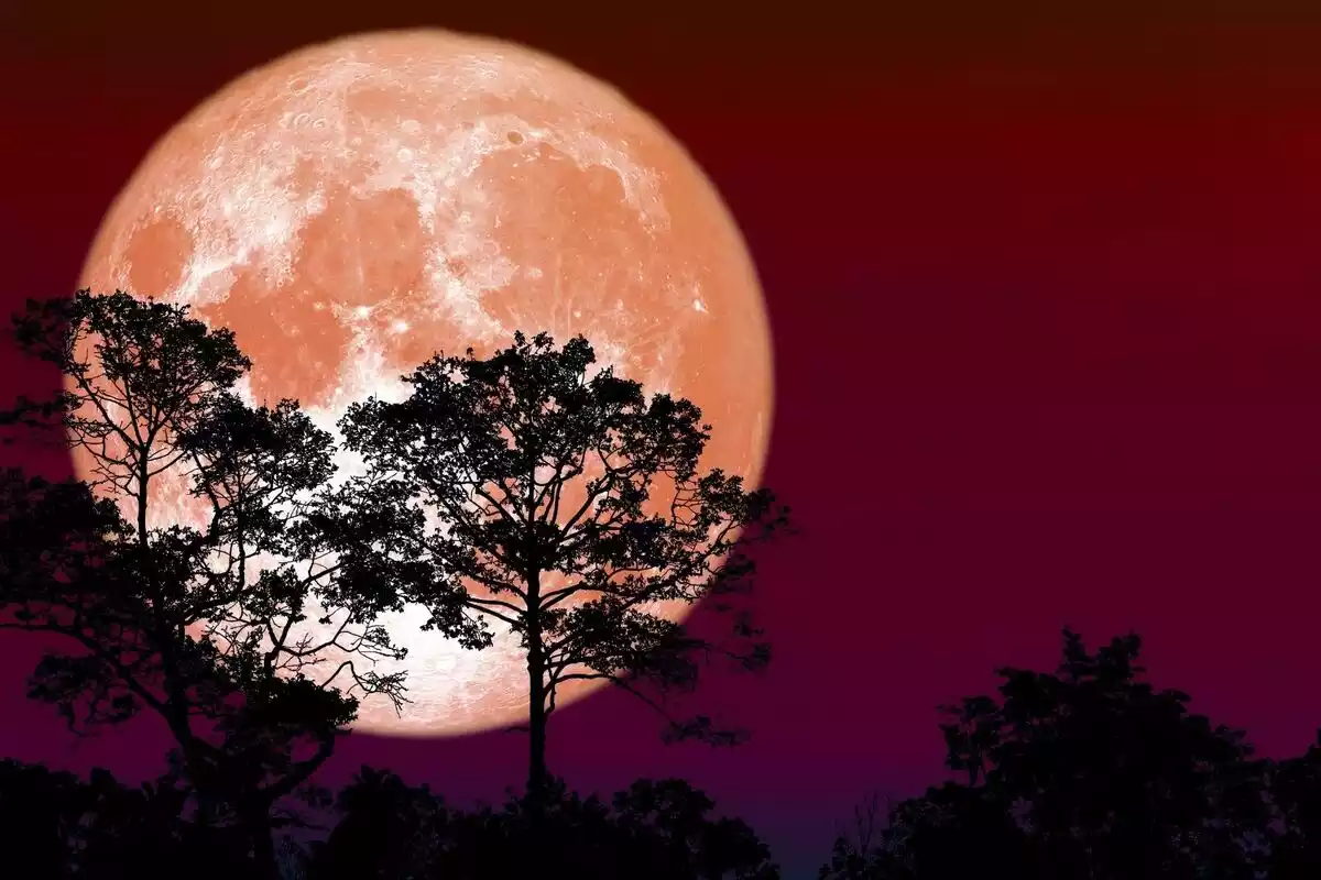 Una imagen de una Luna Llena con tonos naranjas sobre un cielo nocturno y las ramas de los árboles a contraluz