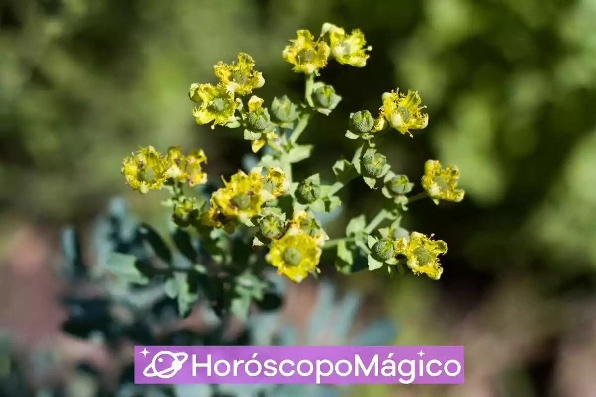 Fotografía de una planta de ruda en un campo