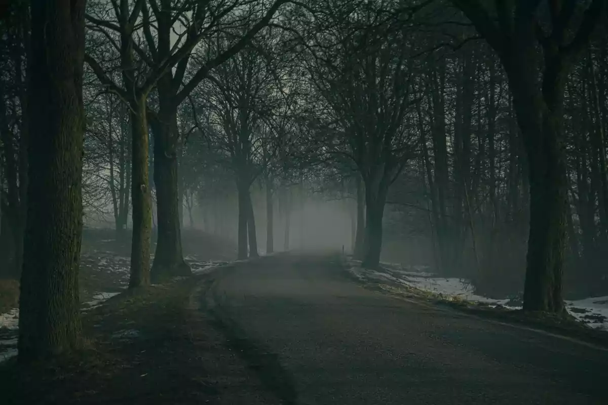 Bosque con un camino, niebla al final y árboles a los lados