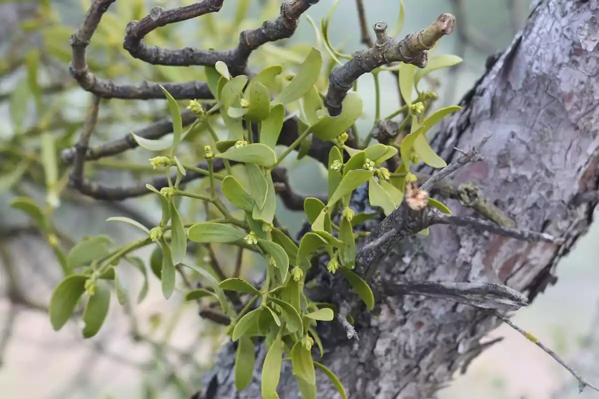 Primer plano de muérdago sobre un tronco de un árbol