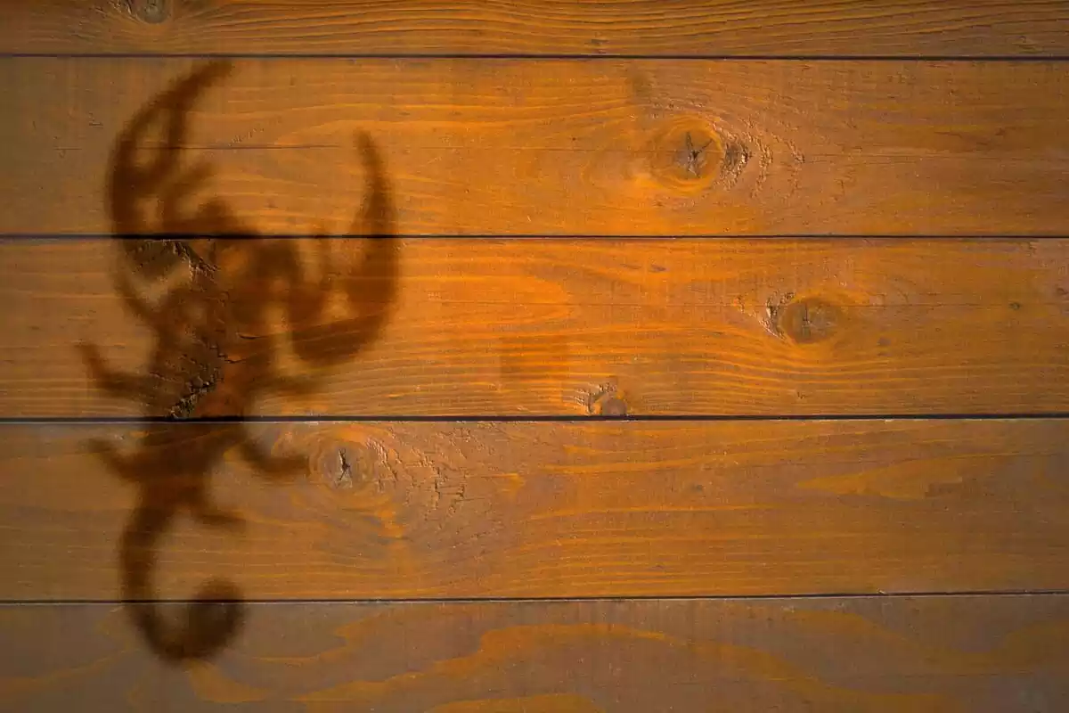 Sombra de un escorpión sobre una pared de madera