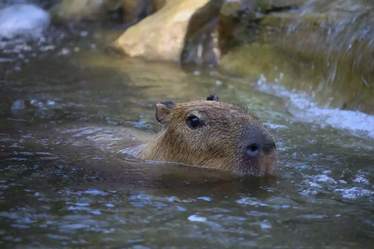 Capivara bañandose en un río