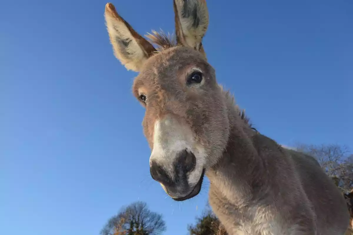 foto de la cabeza de un burro hecha desde abajo