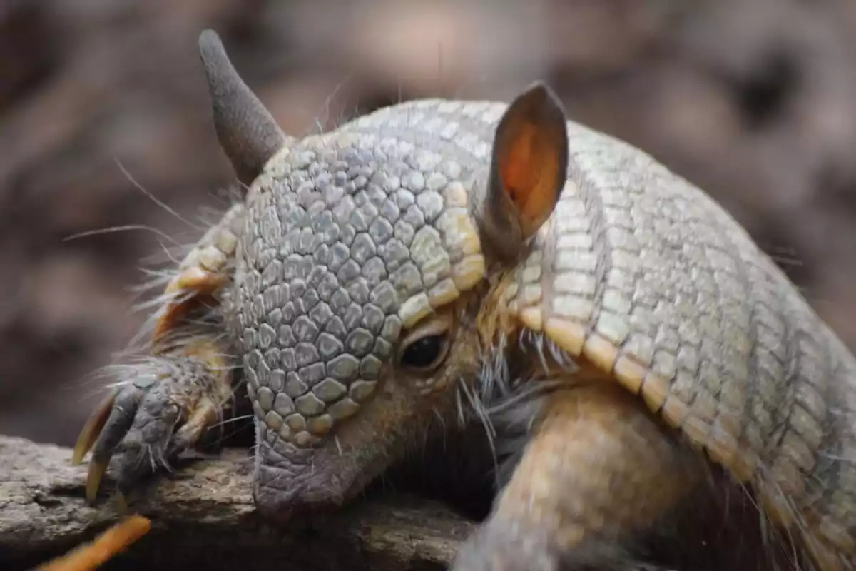 Imagen de un armadillo