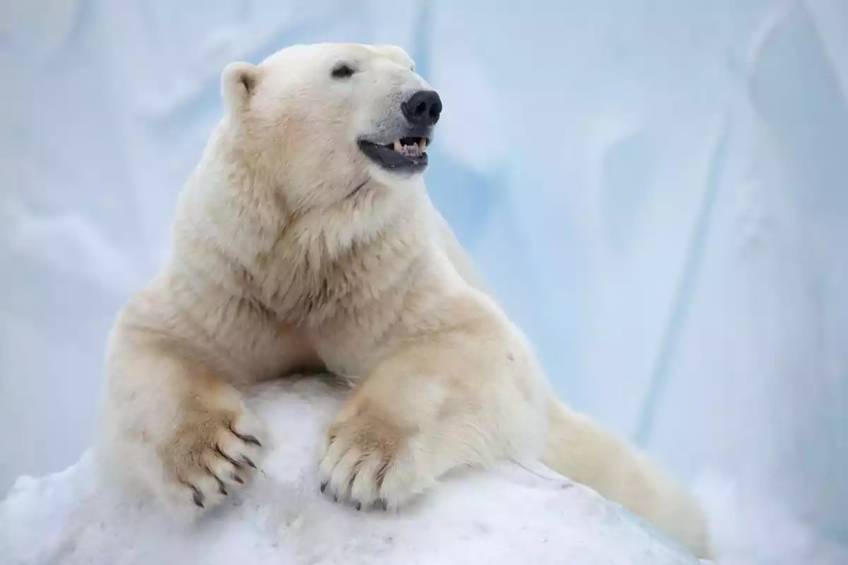 Oso polar encima de hielo