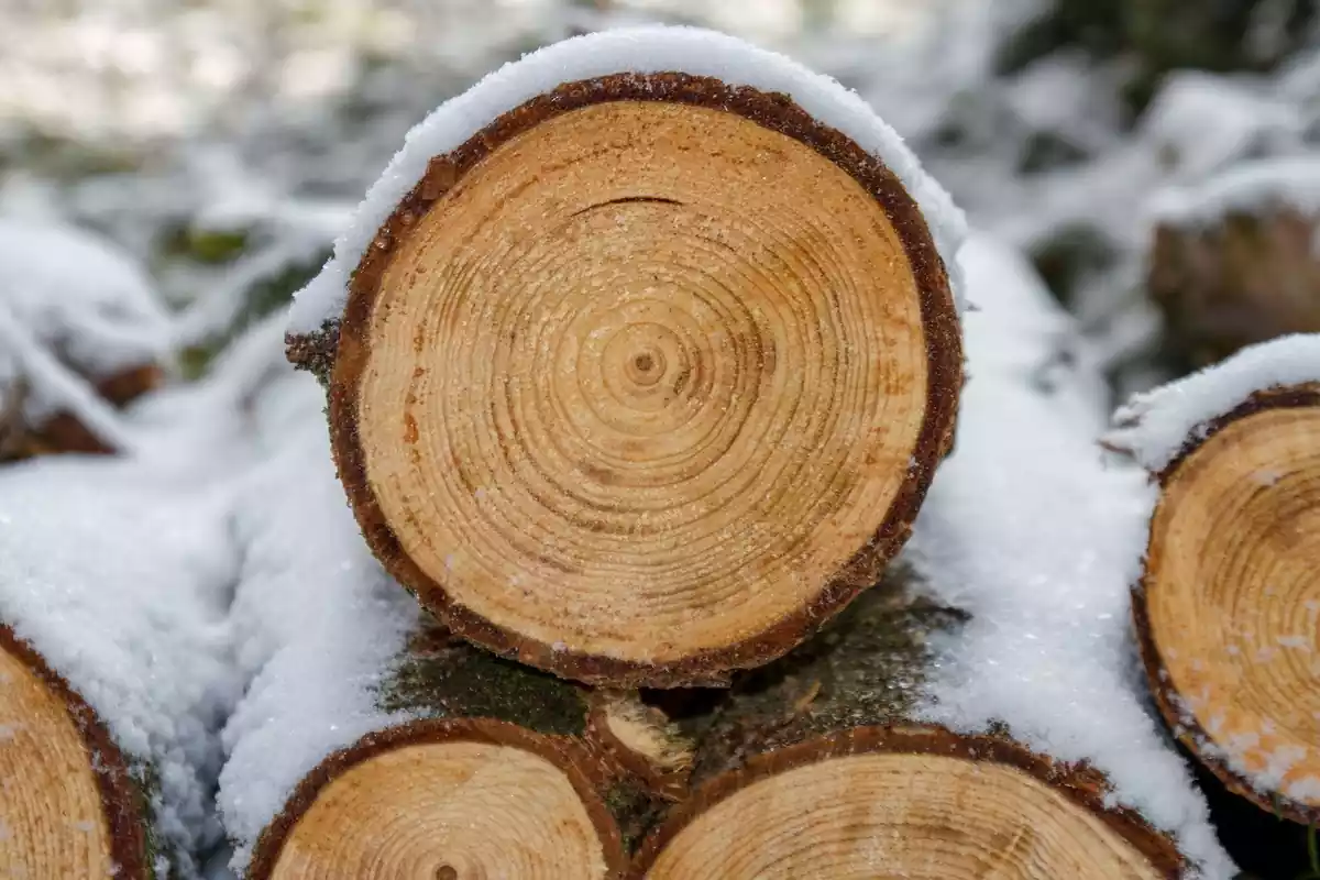 Primer plano de un tronco de madera que tiene nieve por encima