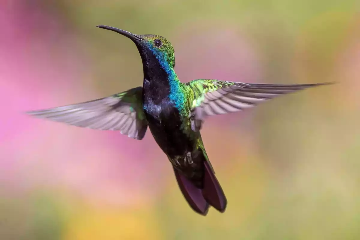 Un colibrí volando