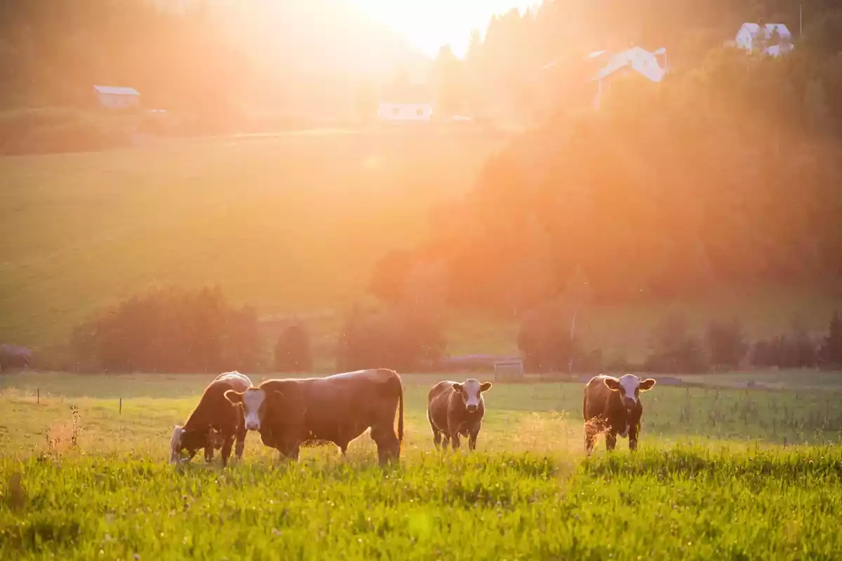 Cuatro vacas situadas en un campo lleno de hierba con una puesta de sol de fondo