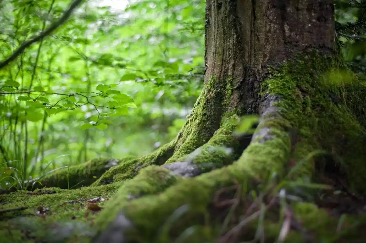 Primer plano de la raíz de un árbol en la naturaleza