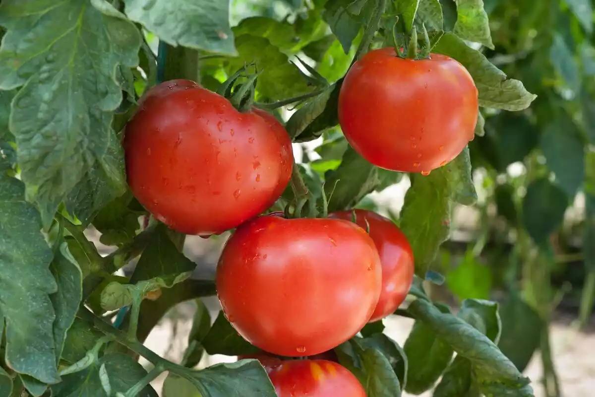 Tomates rojos colgando de la planta