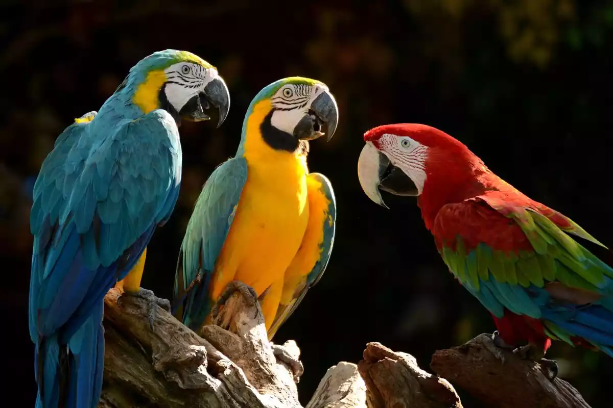 Tres loros encima de un palo de madera