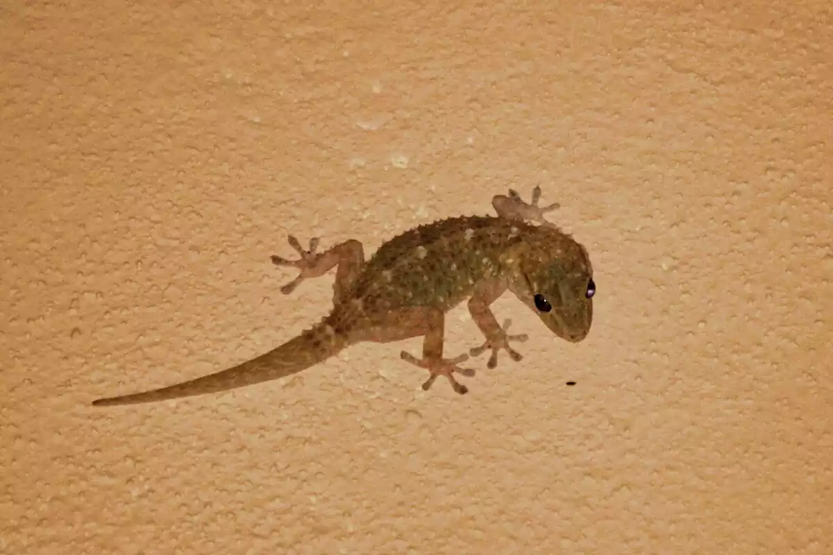 Un lagarto sobre una pared de color marrón