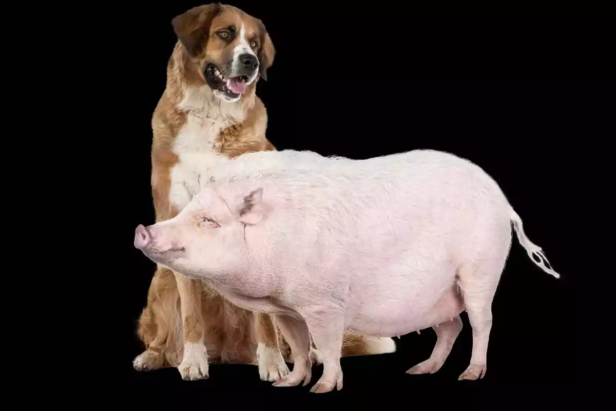 Un perro junto a un cerdo con el fondo negro