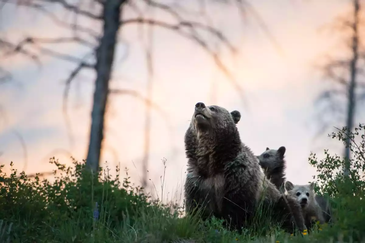 Una madre oso con dos de sus crías en la naturaleza