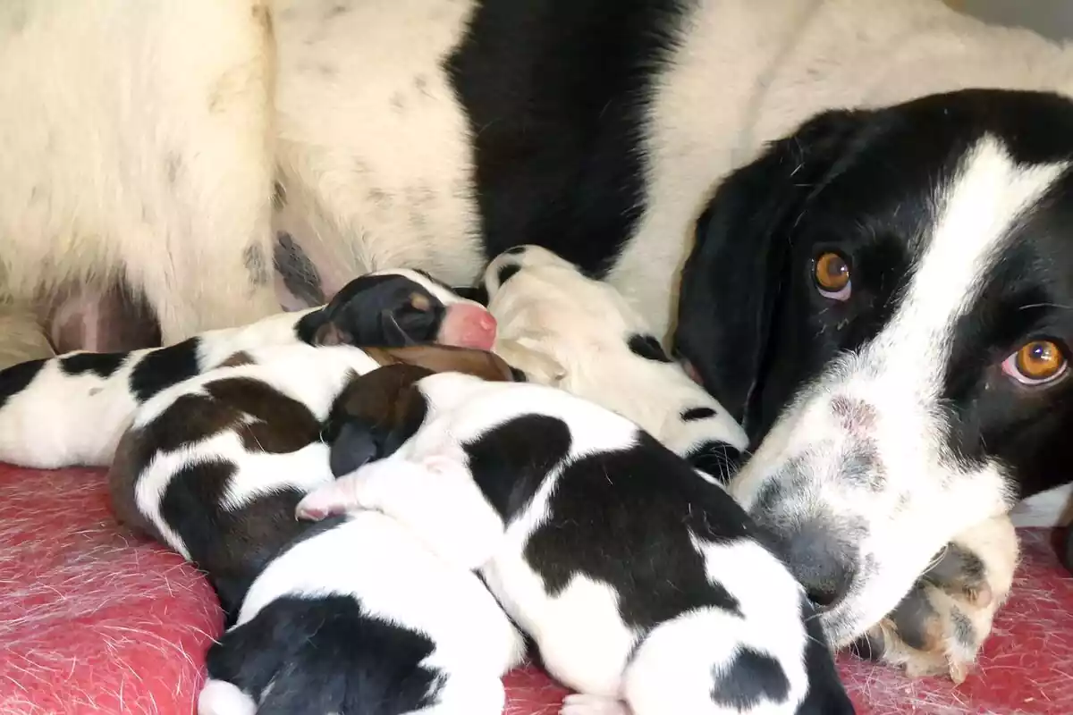 Varios cachorros blancos y negros junto a su madre