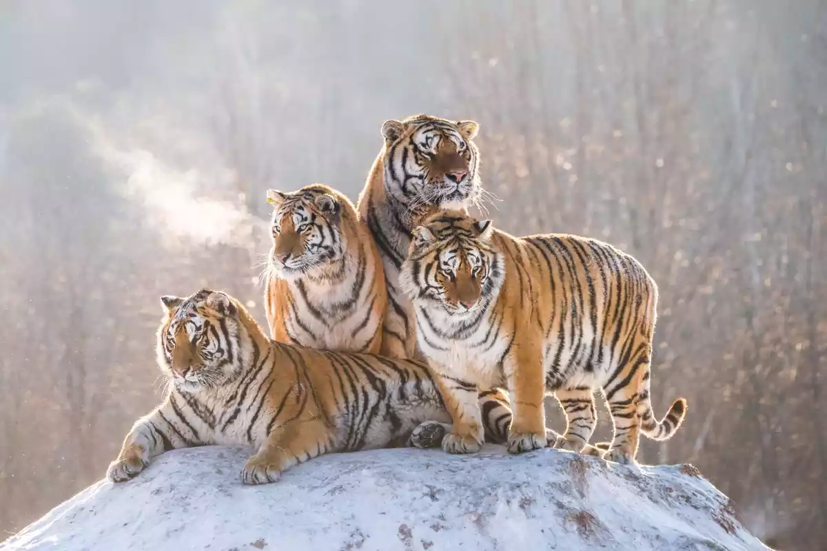 Cuatro tigres encima de una roca