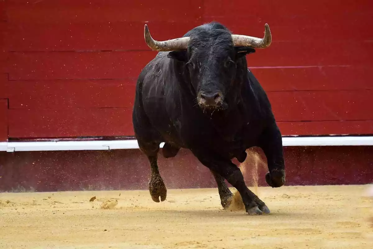 Imagen de un toro corriendo en una plaza de toros