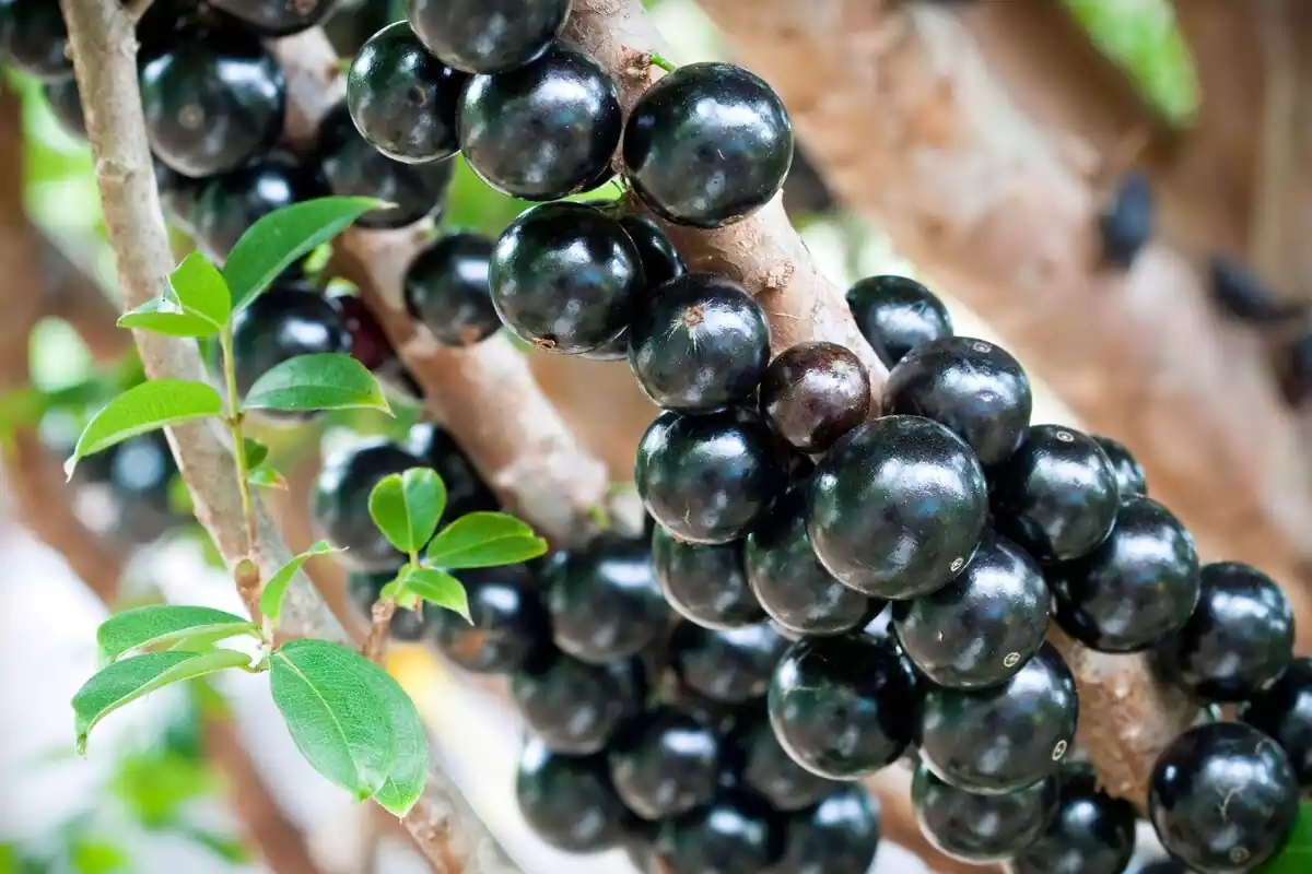 Primer plano de la rama de un árbol de jabuticaba