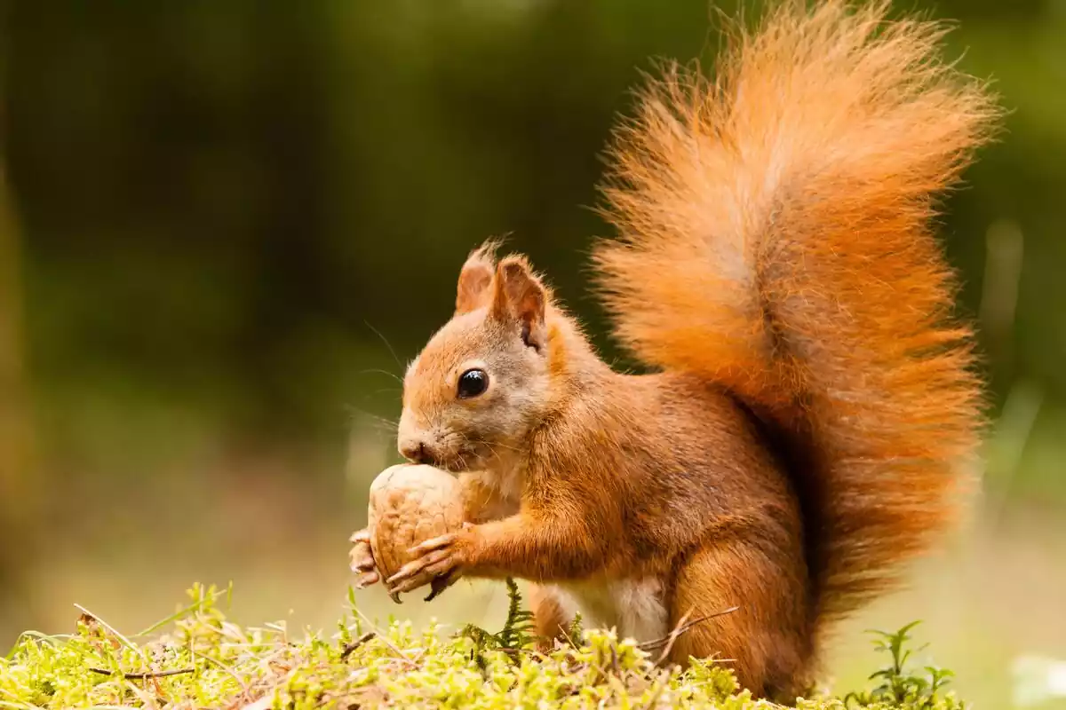 Una ardilla comiendo