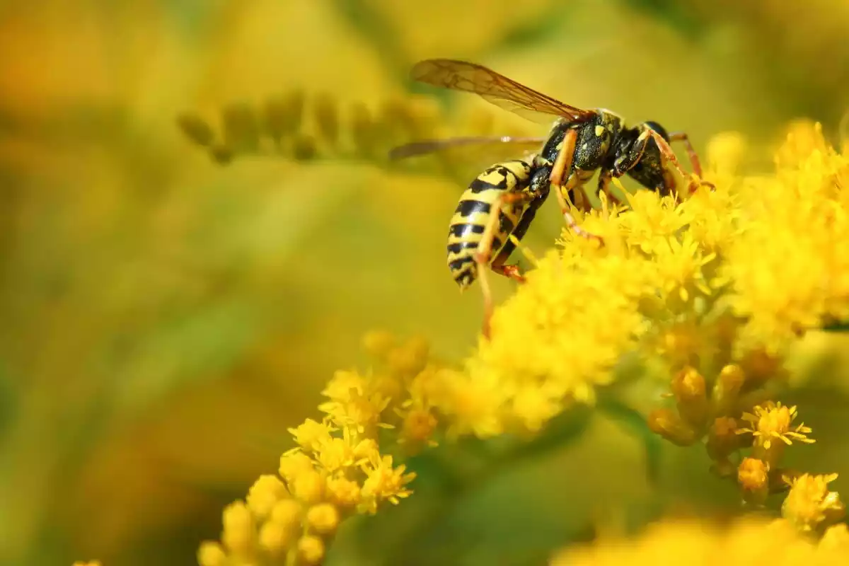 Una avispa encima de una flor