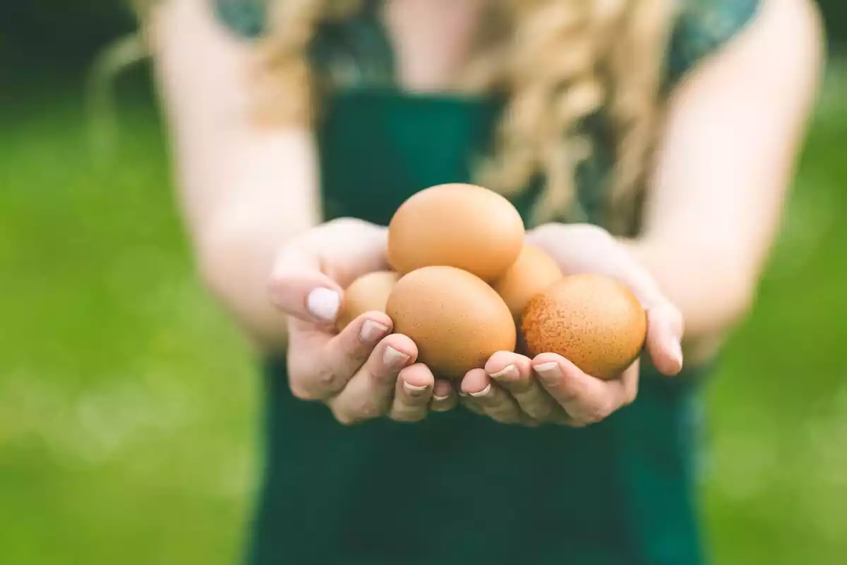 Varios huevos en las manos de una chica