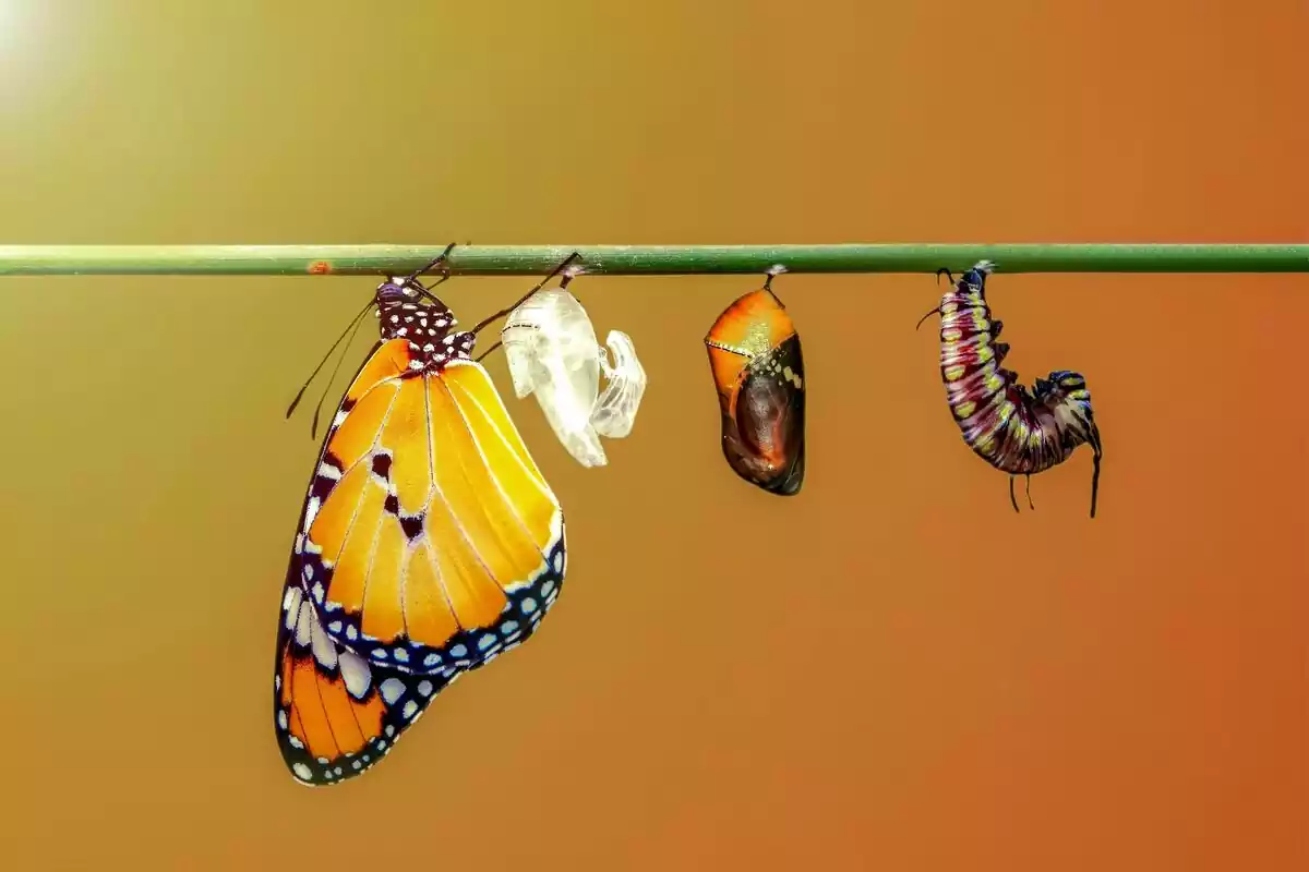 Increíble momento de una mariposa monarca con las pupas y capullos suspendidos, representa el cambio